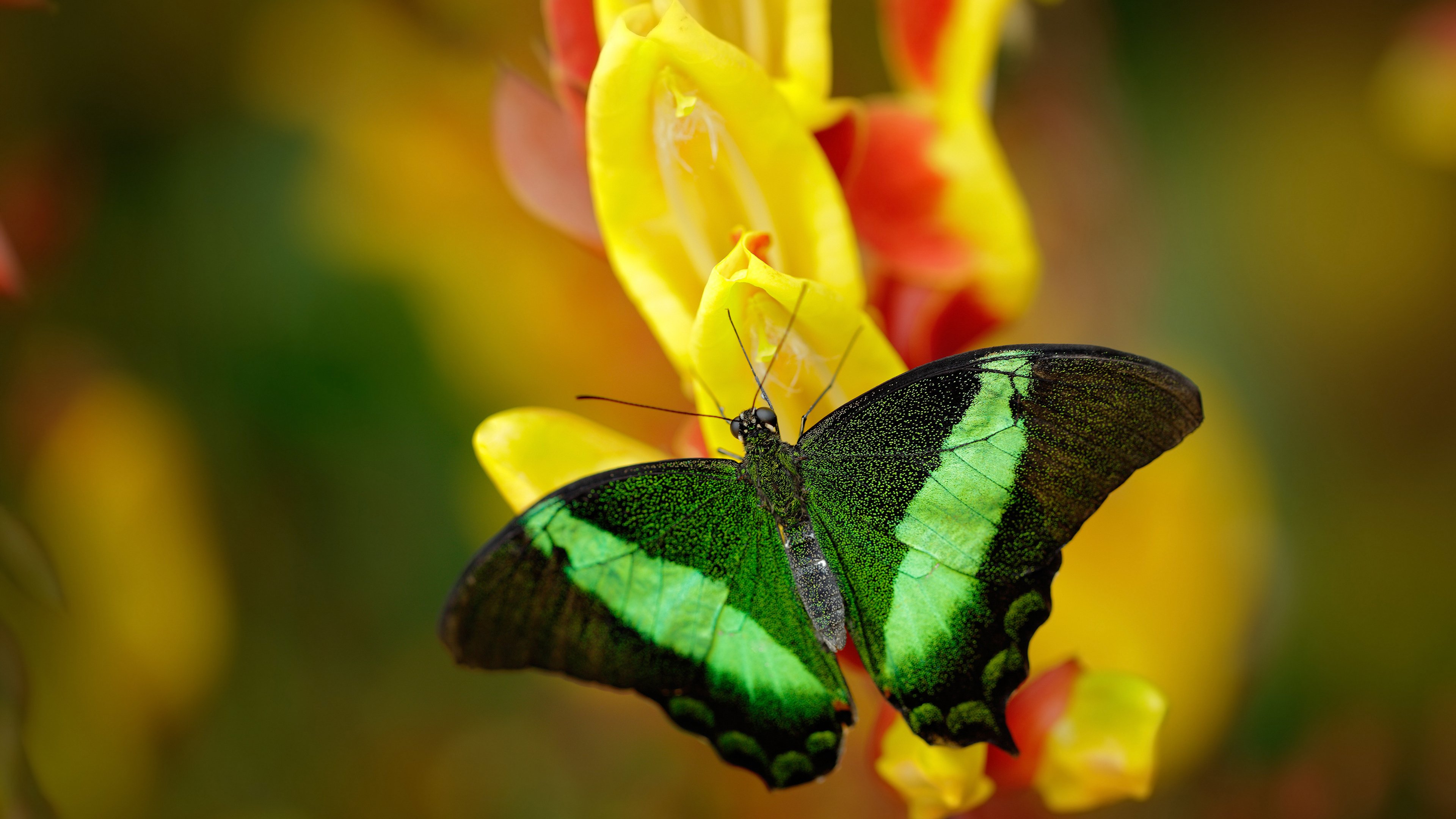 欧冠淘汰赛焦点战,韩国血拼勒沃库森,亚洲风暴席卷欧洲之夜